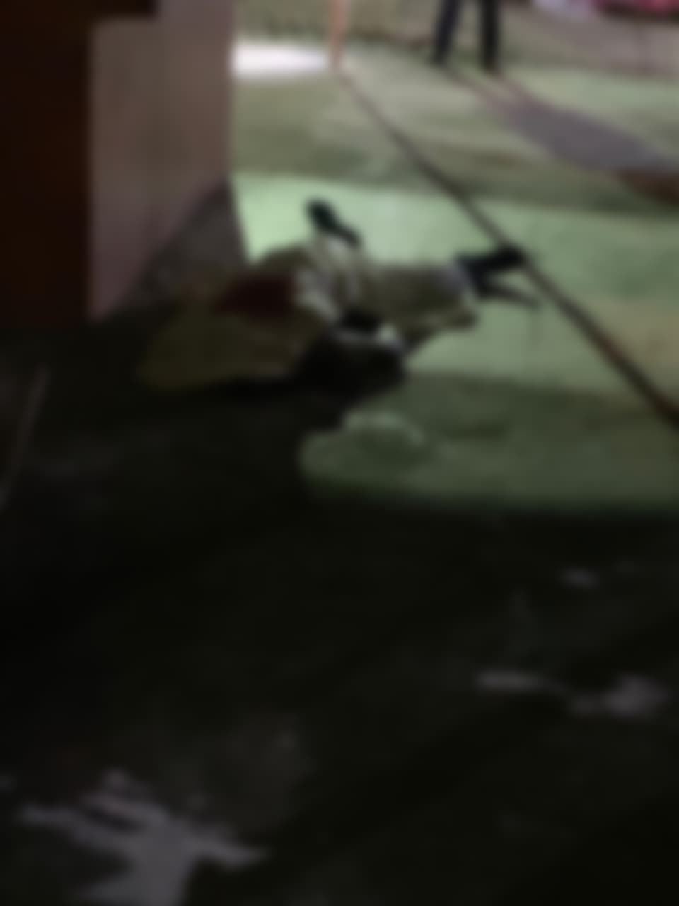 Balacera en el residencial Ernesto Ramos Antonini