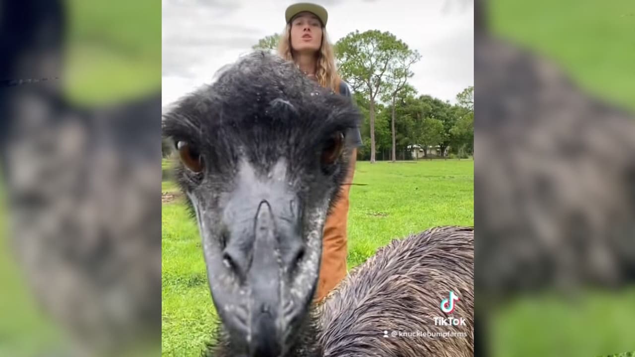 Taylor Blake y su ave Emmanuel, un emú similar a un avestruz, se hicieron famosas en redes sociales. 
<br>