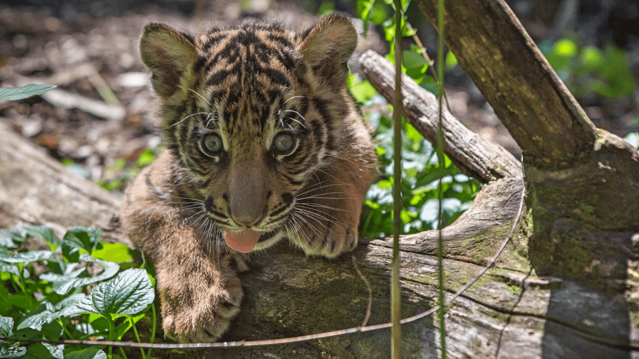 Fue enviado por el Smithsonian’s National Zoo el 11 de septiembre de 2017.