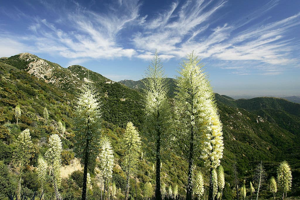Esto es La Cañada, se encuentra en Los Angeles National Forest en el norte de California. Gracias a las recientes lluvias, hay muchos arbustos y flores que comienzan a florecer de manera espectacular.