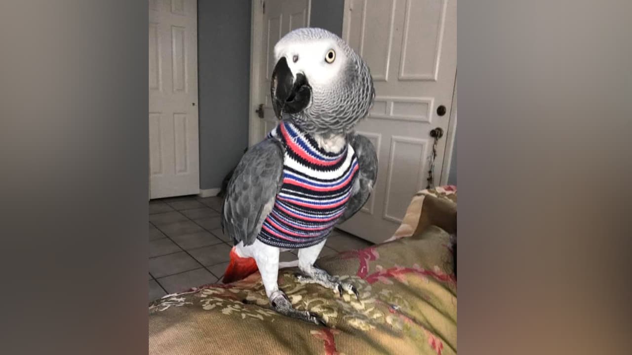 Gabby Cardenas - "El es Diego"