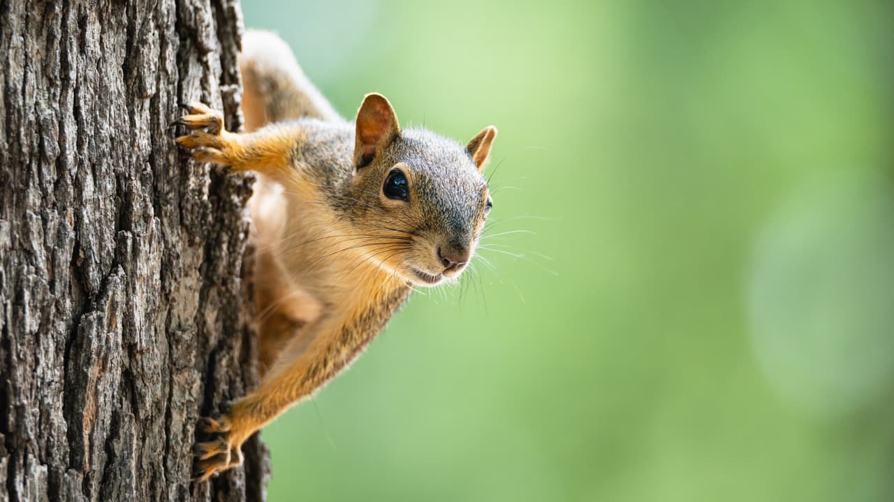 Si alguna vez has visto una ardilla enterrando una nuez en tu jardín, hay algo que quizás no sepas:
<b>puede que nunca vuelva a buscarla.</b>
<br>
<br>Y si esa semilla llega a germinar,
<b>con el tiempo podría convertirse en un árbol.</b>
<br>
<br>Es una de
<b>las curiosidades de estos animales que vemos a diario </b>en Dallas-Fort Worth.
<br>
<br>Aparecen en
<b>los parques, corren entre los jardines y trepan por los árboles</b> de los vecindarios.
<br>
<br>Pero también
<b>pueden meterse en los áticos, dañar cables eléctricos y causar problemas</b> a los propietarios de las viviendas.
<br>
<br>Aunque estamos acostumbrados a tenerlas cerca, hay muchas cosas que desconocemos sobre ellas, empezando por una pregunta bastante sencilla:
<b> ¿cuántas ardillas viven realmente en nuestra región?</b>
<br>
<br>
<a href="https://www.whatsapp.com/channel/0029VafZxTzGpLHXXhtL0Y3A" target="_blank">📲 Únete a nuestro canal de WhatsApp: Haz clic aquí para estar al tanto de las últimas noticias e historias de tu comunidad</a>