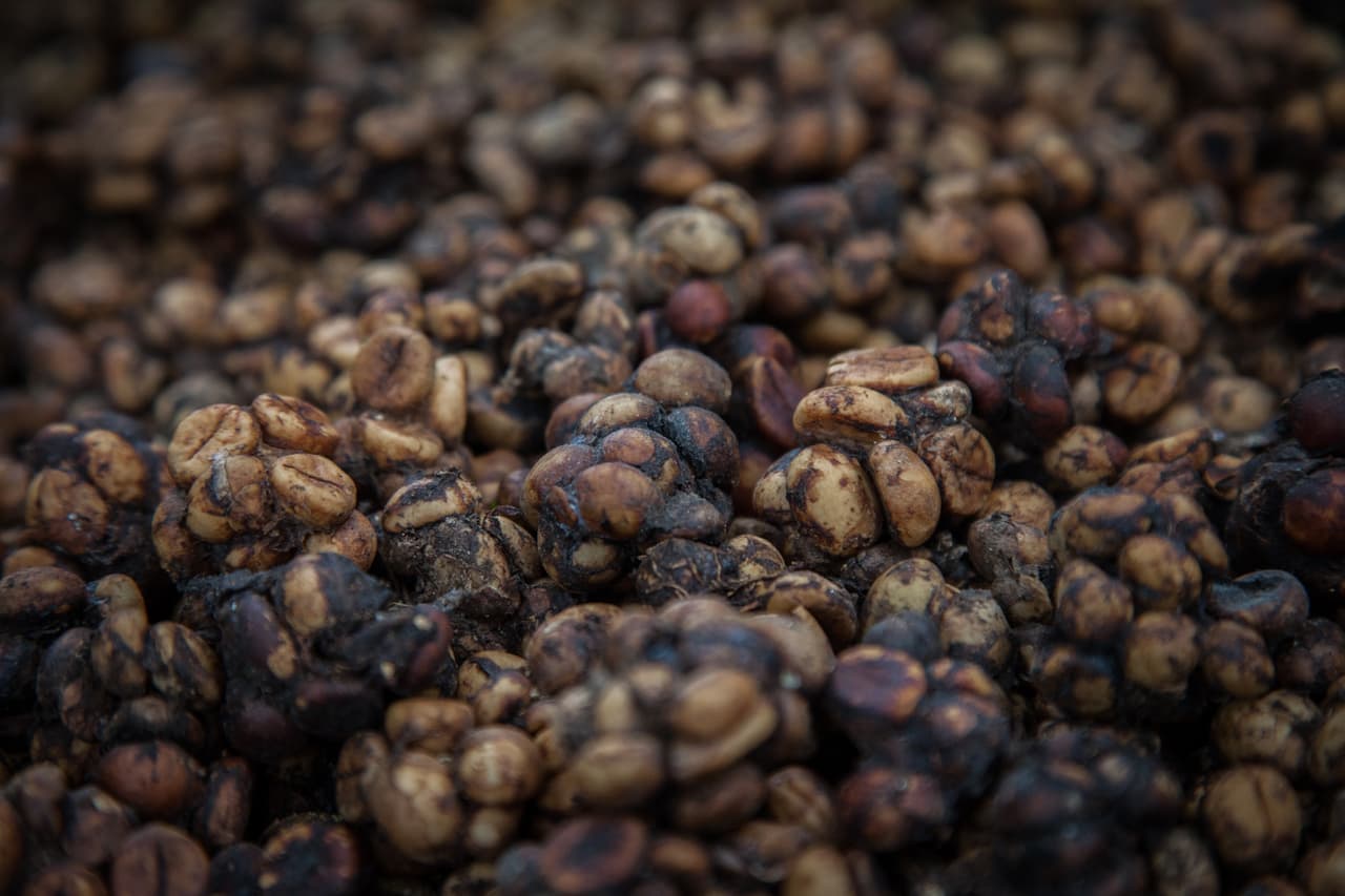 El Kopi Luwak también es conocido como café de civeta