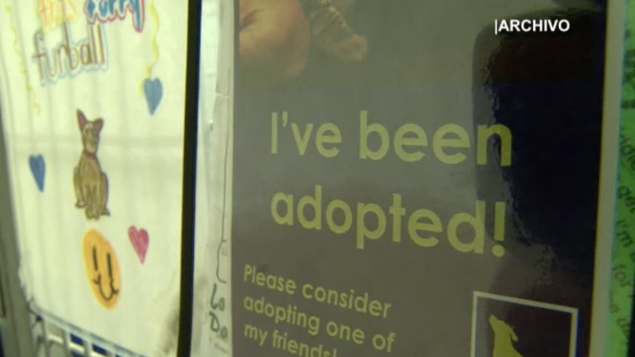 Durante el cierre de cuatro días, BARC identificará, aislará y tratará a los animales infectados. Monitorear cuidadosamente a los animales sanos pero expuestos para detectar síntomas futuros, se realizar una limpieza profunda del refugio para reducir una mayor contaminación.