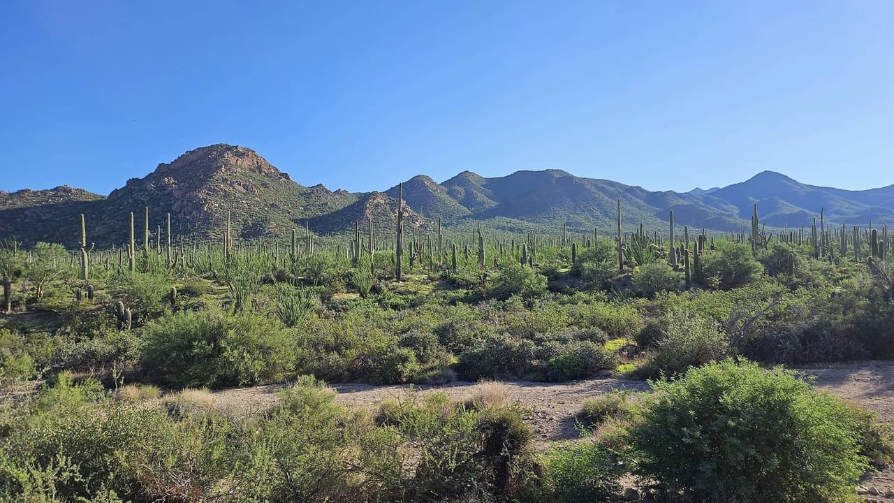 Este lugar también es el hogar de cientos de especies desérticas.
<b> El costo de entrada es de $15 por persona y $25 por vehículo.</b> Los interesados en visitar el lugar pueden adquirir sus entradas por adelantado en línea o directamente en la entrada del parque. 
<a href="https://www.nps.gov/sagu/index.htm" target="_blank">Para más información visita la página oficial. </a>