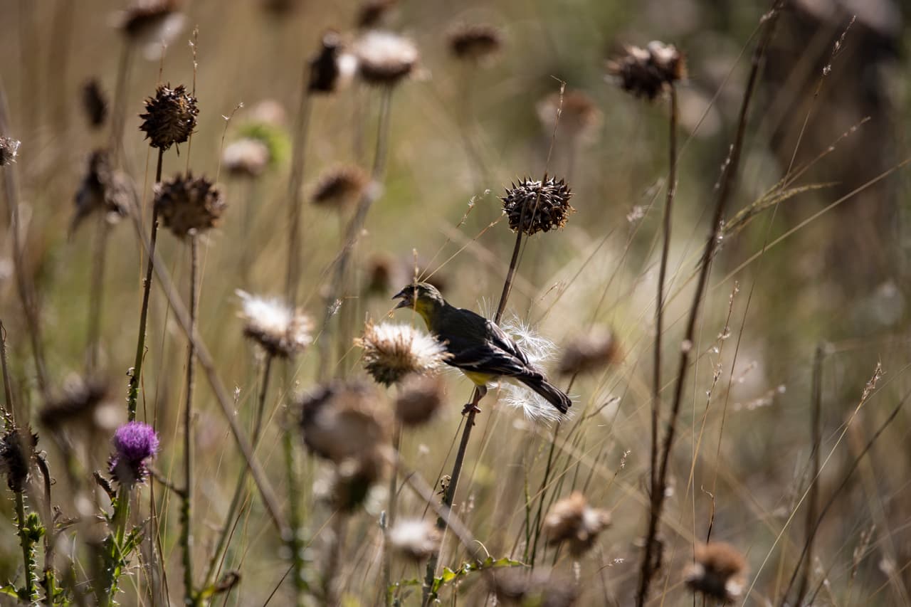 El calor y la sequedad continuarán todo el fin de semana y se espera que la próxima semana las temperaturas tengan un descenso debido a la posibilidad de lluvia.