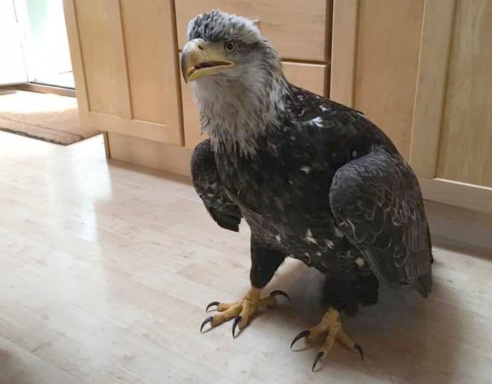 "Como una bomba atómica": el susto de una mujer cuando un águila se estrelló contra su ventana
