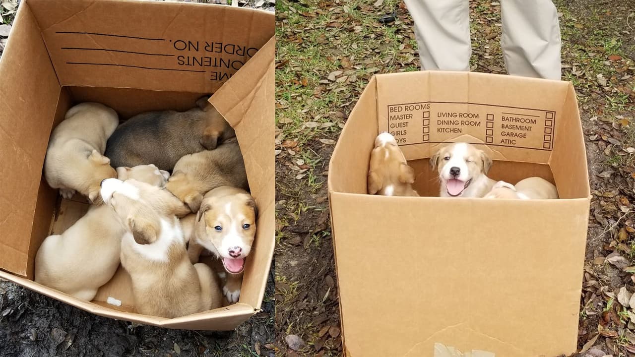 Abandonan a seis perritos en el estacionamiento de un hospital para animales