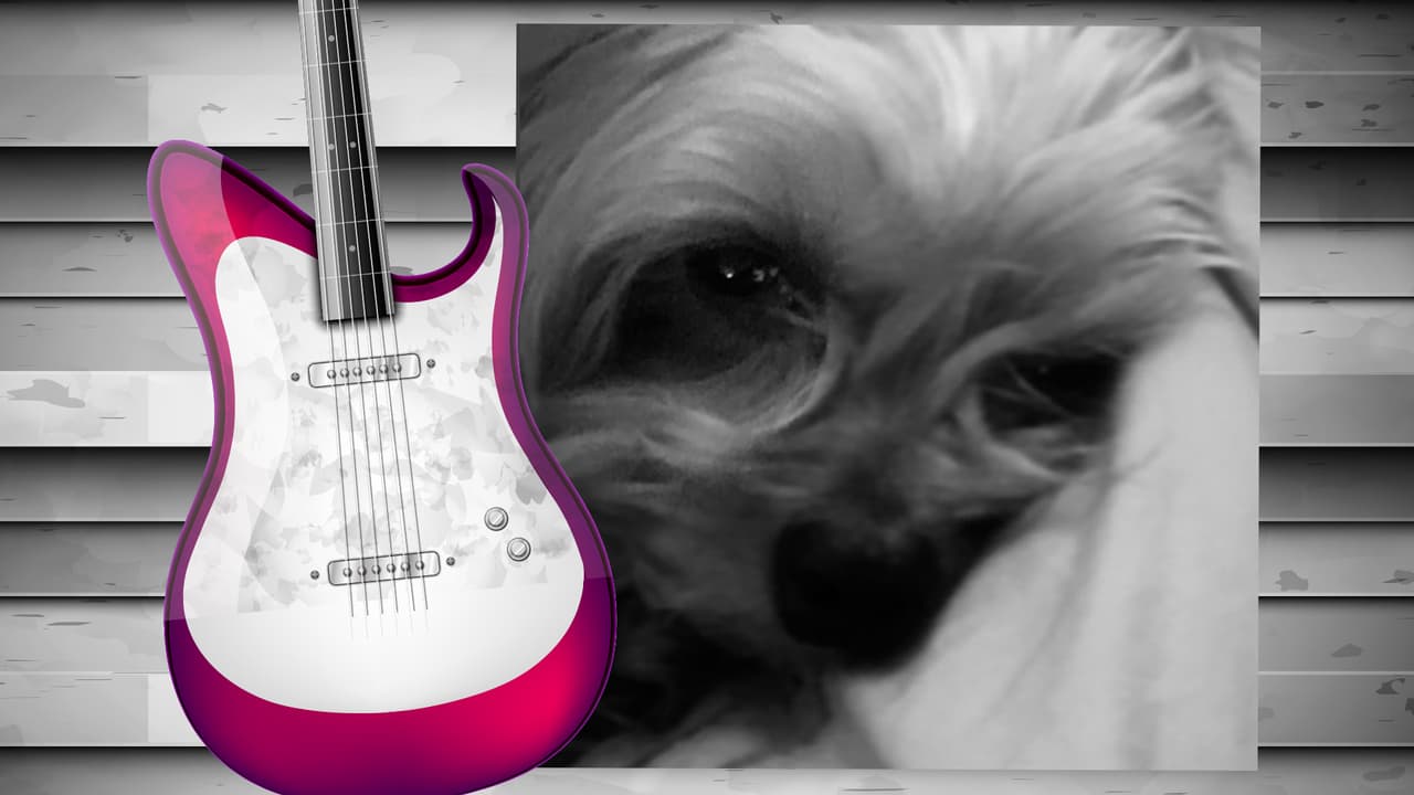 El perrito de Diana Reyes es toda una monería. Este yorkshire terrier tiene su propia cuenta de Instagram (@soyjalapeno) y acompaña a la cantante a todas partes. Aunque aún no cuenta con muchos seguidores, sólo unos 200, creemos que pronto tendrá star status. Isn't he the cutest?