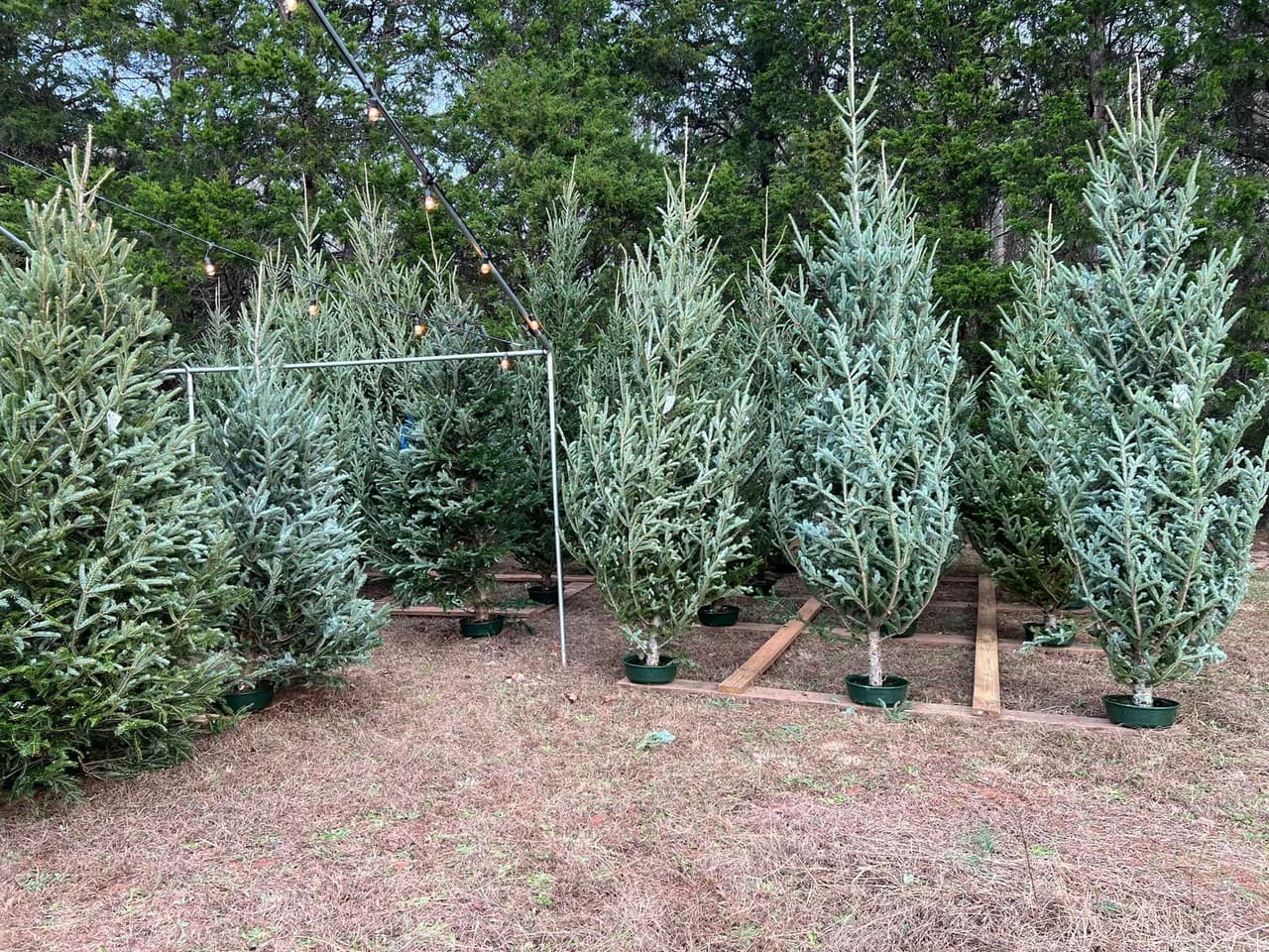 <b>Sugarland Tree Farm (Hasta el 17 de diciembre)</b>
<br>
<b>Dirección</b>: 3933 GA-155 N. Stockbridge, GA
<br>
<b>Teléfono</b>: 770-957-6438
<br>
<b>Sitio web</b>: 
<a href="http://sugarlandtreefarm.com/">http://sugarlandtreefarm.com/</a> 
<br>
<b><a href="https://maps.app.goo.gl/VQmwJtJbJK5bRH458">Cómo llegar</a></b>
<br>
<br>Se encuentra como a una hora al sur de Atlanta y ofrece una variedad de árboles de Navidad para cortar. Además de la diversión en el bosque, los huéspedes pueden visitar Sugarhaus, la exclusiva tienda de regalos, donde pueden disfrutar de chocolate caliente de cortesía y explorar artesanías únicas hechas a mano.