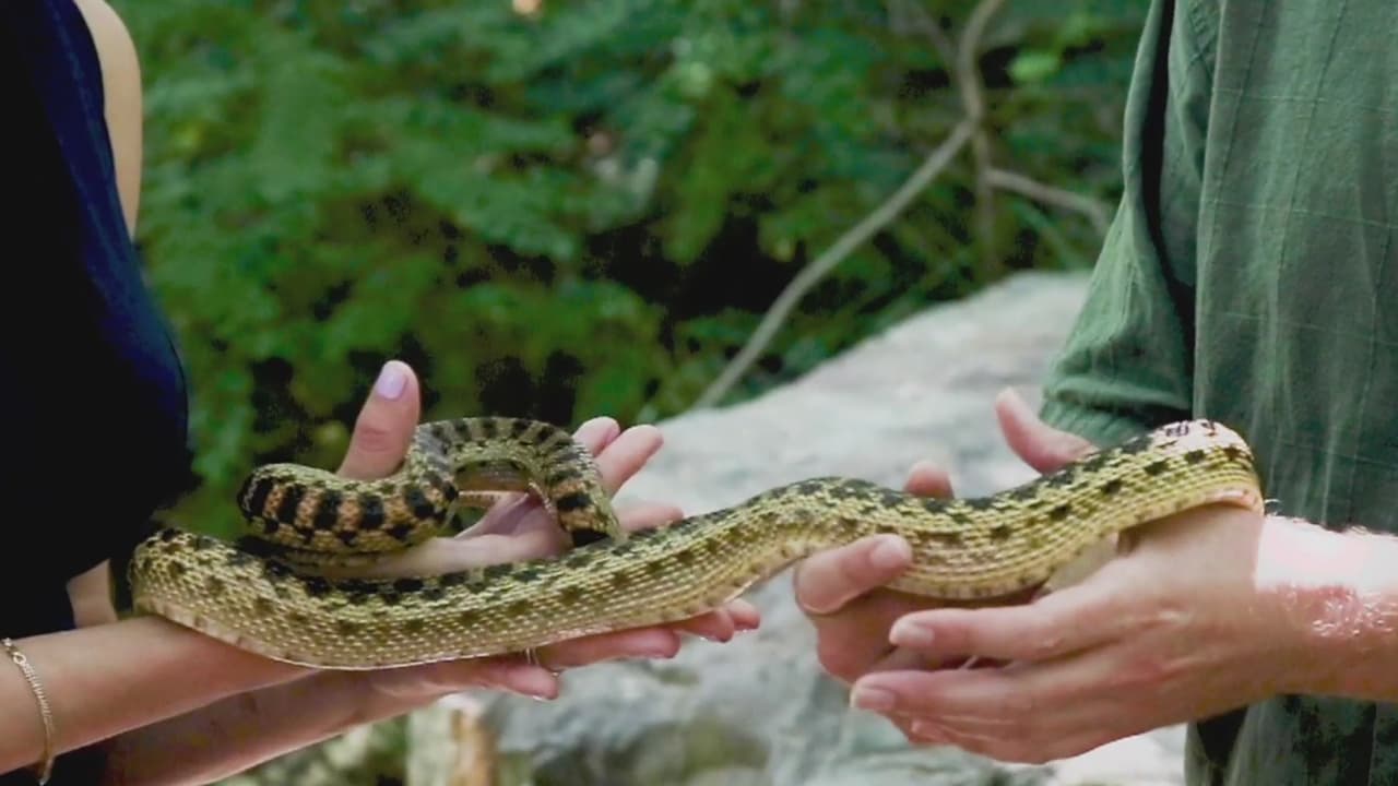 Más de 35 especies de estos animales habitan en esta zona, sobre todo en parques y montañas. El experto Greg Pauly asegura que estos reptiles no tienen un metabolismo que les pueda generar calor, por lo que se vuelven más activos durante los meses de verano. Asimismo, dice que la culebra cascabel es la única venenosa en el sur del ‘estado dorado’. “Si ves una mantén la distancia”, afirma Pauly.