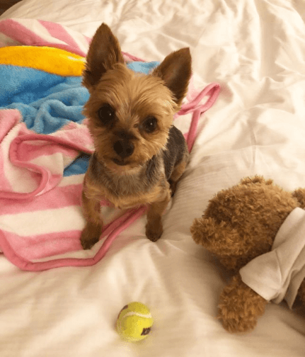 El nombre de su perro es Christopher Chip.