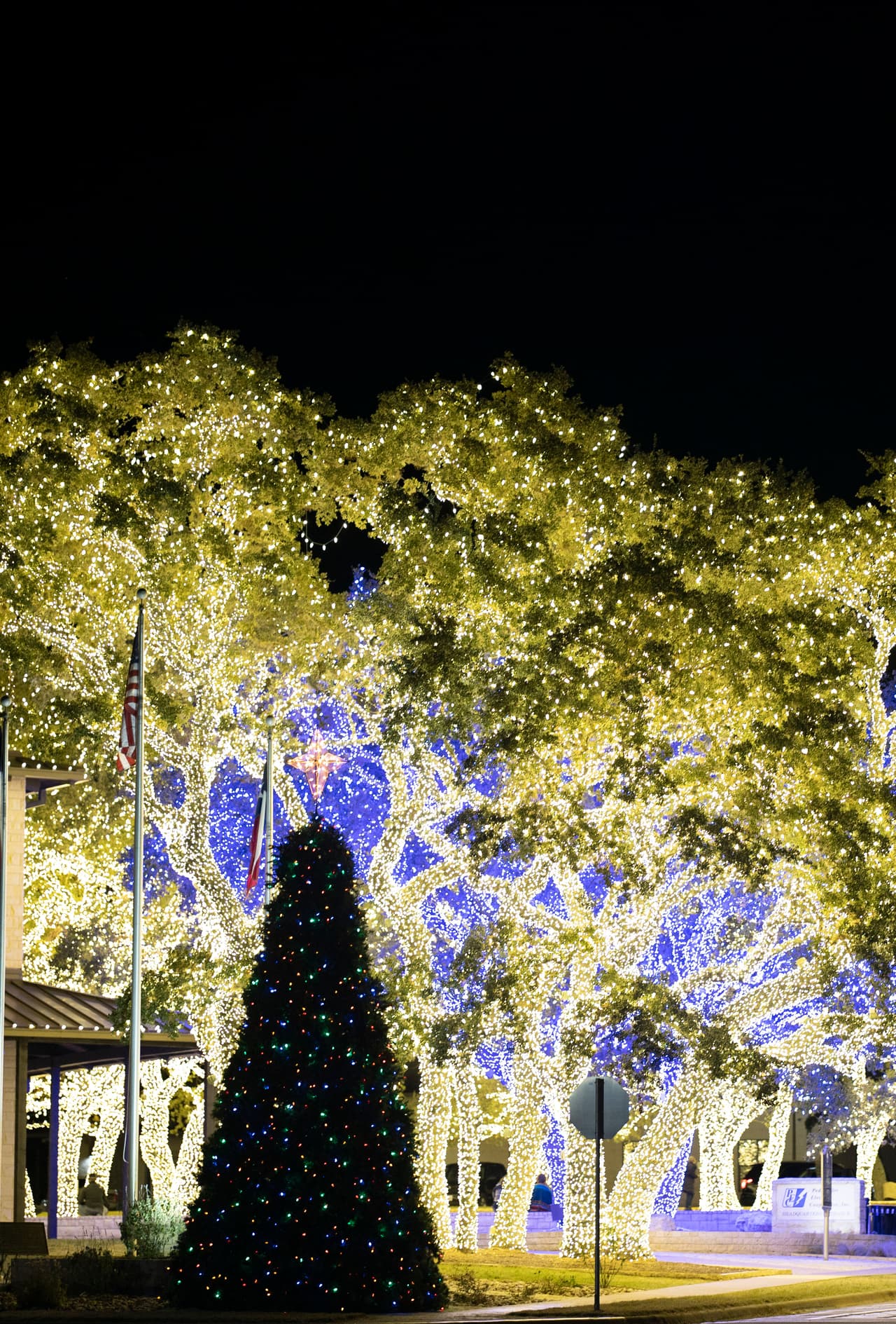 Desde lejos se puede apreciar el 'bosque mágico'.