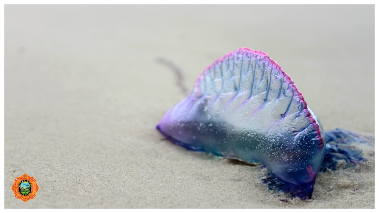 Las personas que visitan las playas del sur de Florida deben tener cuidado con una peligrosa medusa portuguesa carnívora, que podría estar en el área.
