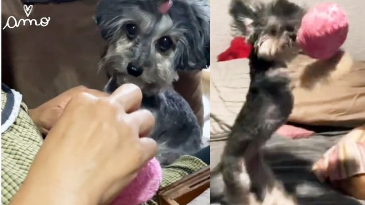 Perrita espera con paciencia a que arreglen el juguete que rompió: las redes se derriten de ternura