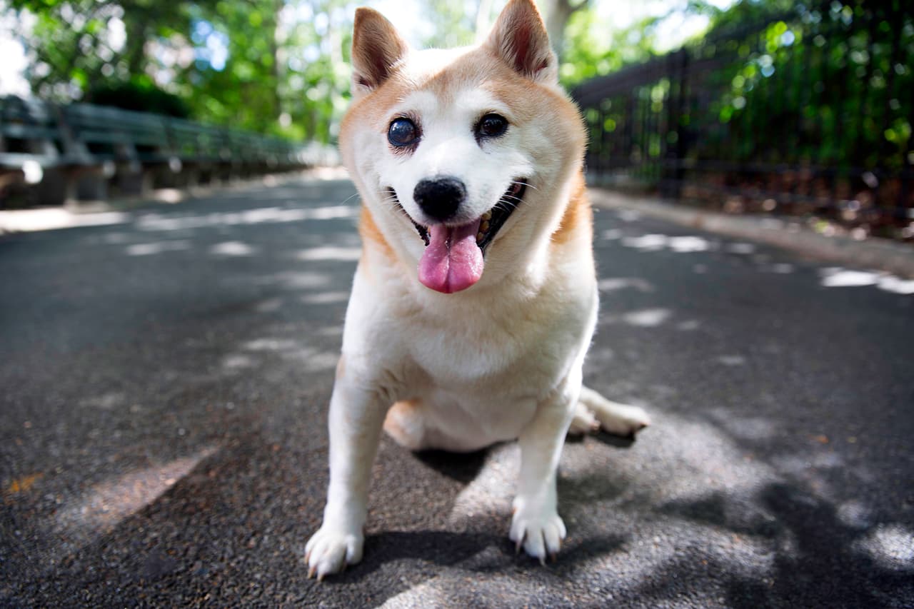 La perrita vive en Nueva York, donde alegra la vida de sus vecinos.
