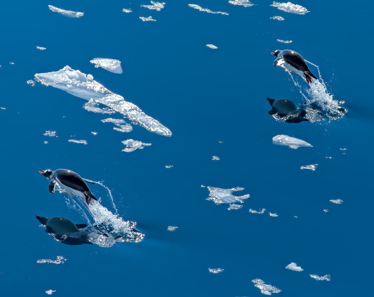 <b>‘El vuelo de los pingüinos’</b>. Esta fotografía resultó ganadora en la categoría ‘naturaleza y vida silvestre’. Fue tomada en el Canal Leimar, en la península Antártica. En esta edición inaugural se inscribieron más de 1,200 imágenes.