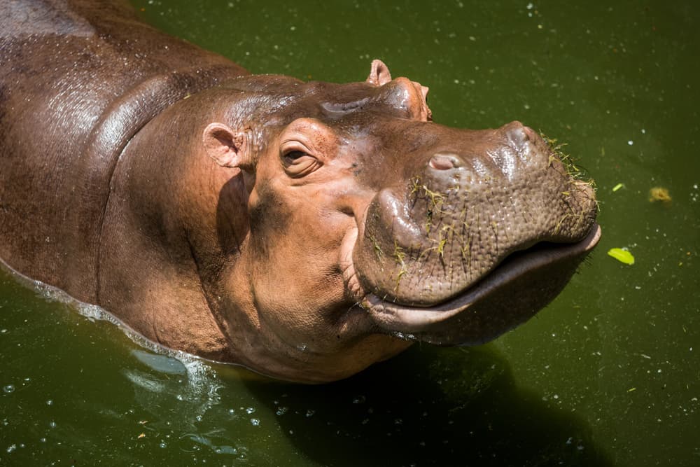 Los cuatro hipopótamos de Pablo Escobar son ya 80 y su número seguirá aumentando