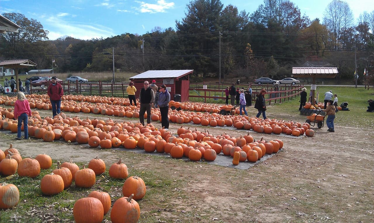 <b><a href="https://grandadsapples.com/">Grandad's Apples N' Such (Hendersonville)</a></b>. Grandad's Apples N' Such está ubicado en Hendersonville, a las afueras de Asheville. Esta granja familiar de 100 acres tiene un huerto de calabazas de 5 acres que está lleno de calabazas de todos los tamaños y formas para la recolección. Durante tu visita a la granja, también puedes probar tus habilidades en el laberinto de maíz, la almohada para saltar o el cañón de manzanas, luego conocer a los animales de corral en Grandad's Corral y visitar Grandad's Country Store, donde podrá probar deliciosos dulces como donas caseras de sidra de manzana o donas de manzana con helado.
<br>
<br>
<b><a href="https://goo.gl/maps/34dYah68yhLzmpgK8">Cómo llegar</a></b>