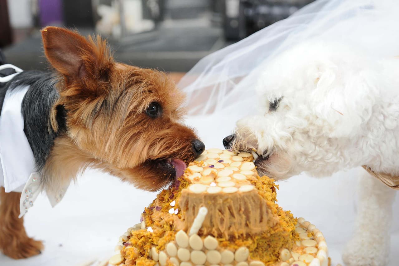 ¡Esta pareja de recién casados terminó con dolor de estómago por comer tanto pastel!