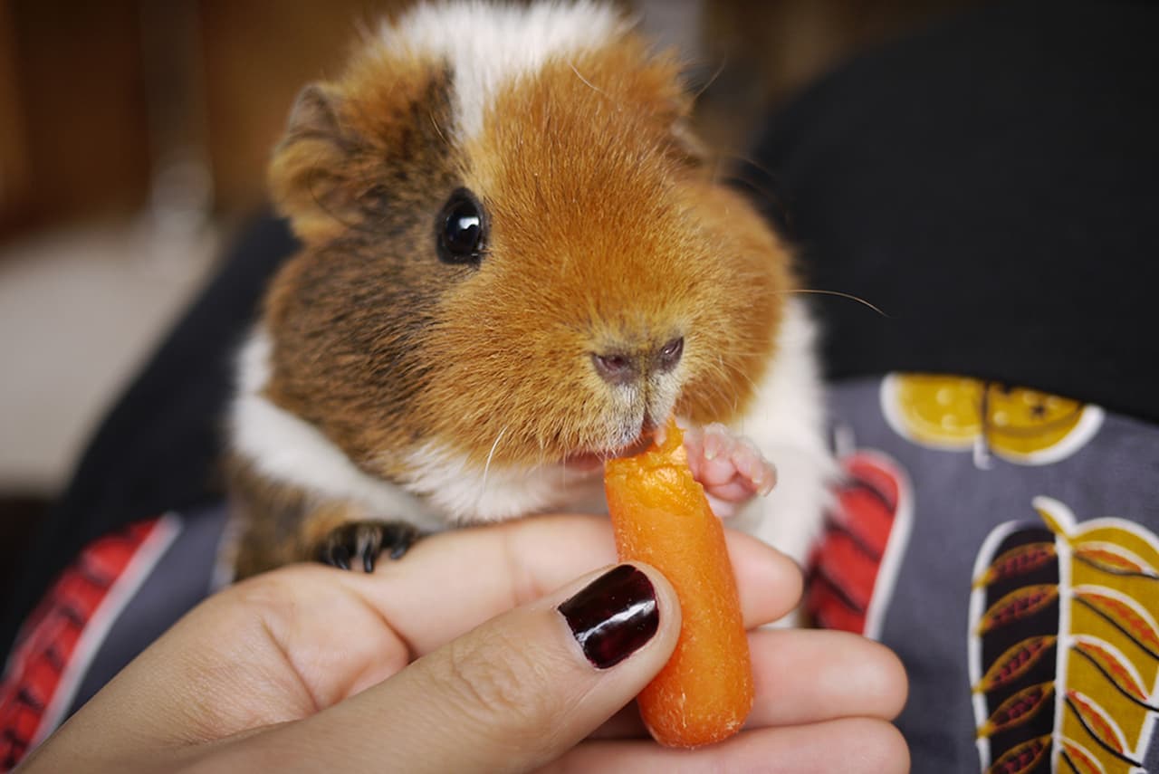 ¿Sabías que los hámsters aman con locura las chetos? Nosotros no.