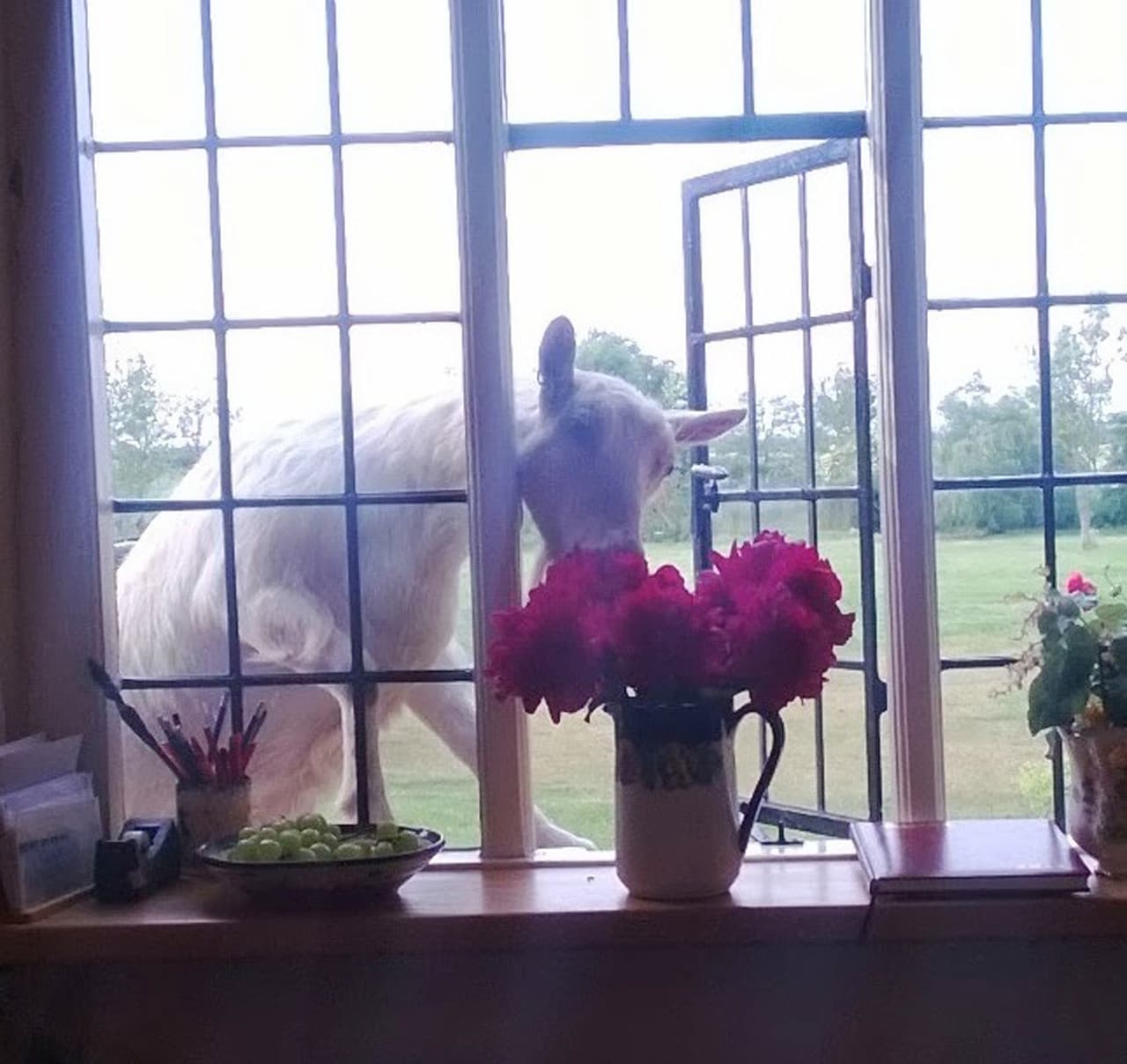 Esta cabra, por ejemplo, se metió a robar las riquísimas rosas.