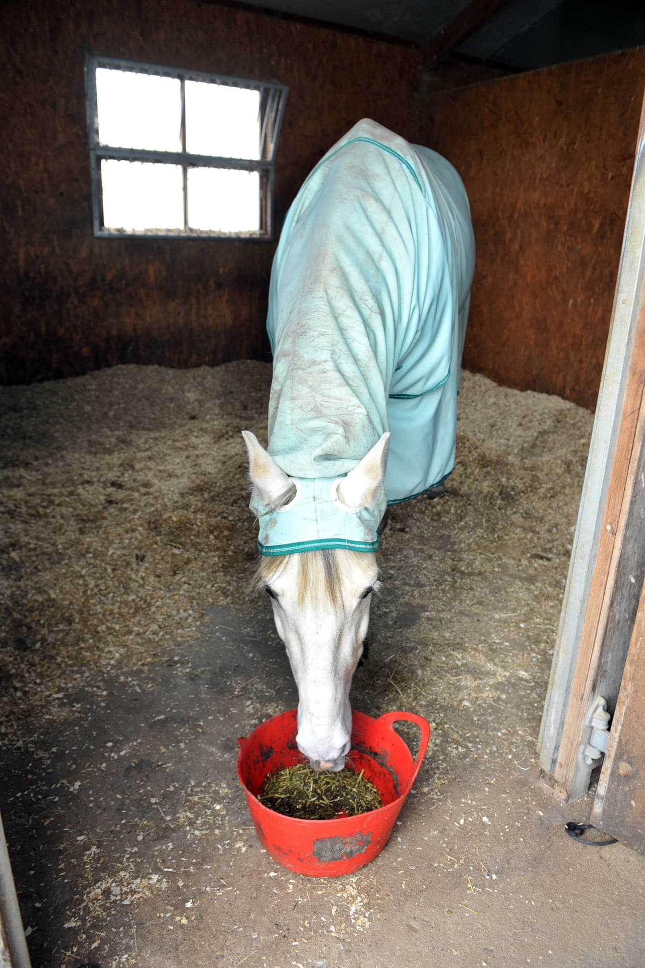 ¿Recuerdas a este caballo? Es tan alérgico al césped que tuvieron que confeccionarle su propio traje y alimentarlo con plantas especiales.