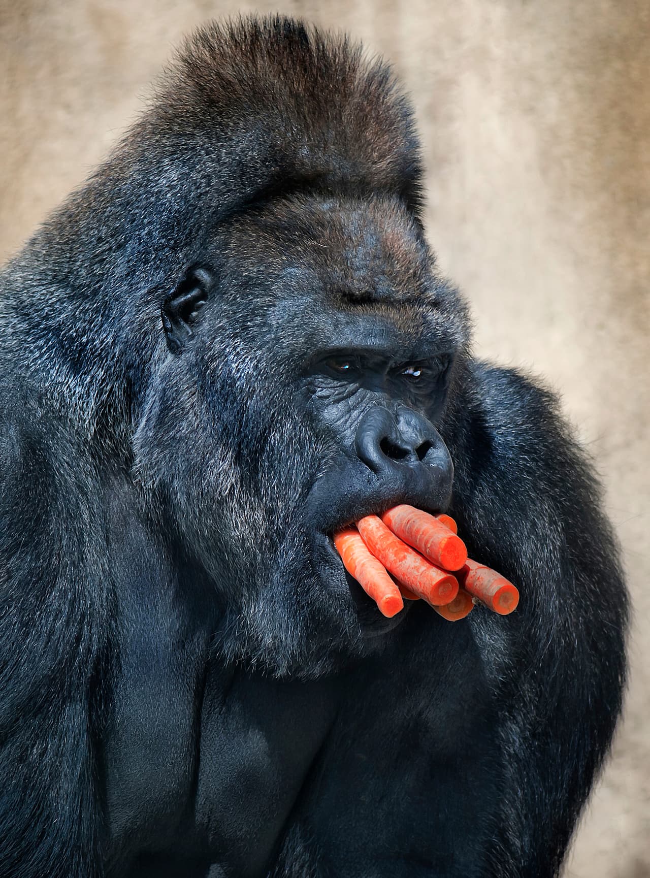 Otros perdieron los lentes y se llevaron a la boca zanahorias porque los bananos se acabaron.