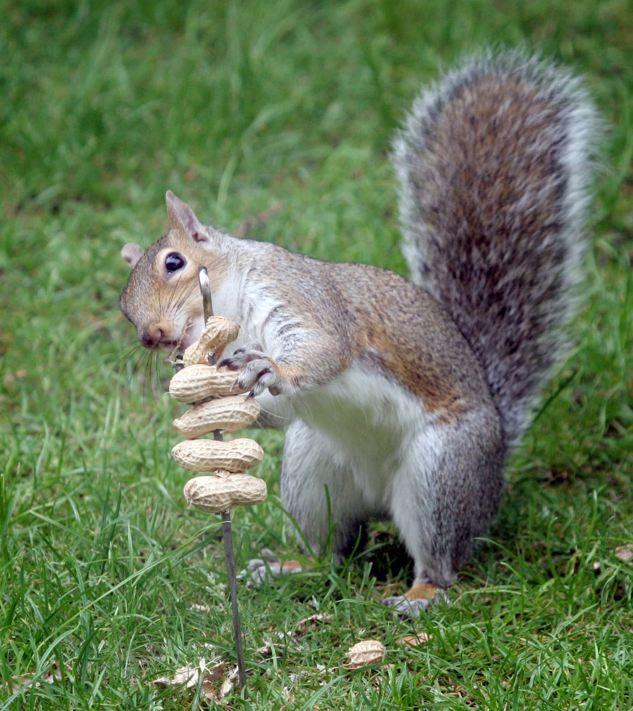 ¿Y qué te parece esta ardilla que se robó una brocheta de cacahuates?