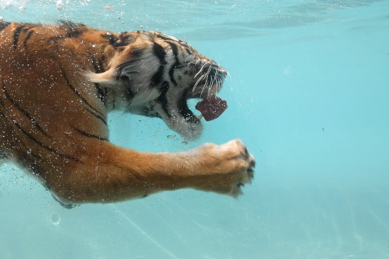 Hasta al fondo de una piscina este tigre fue a buscar un pedazo de carne.