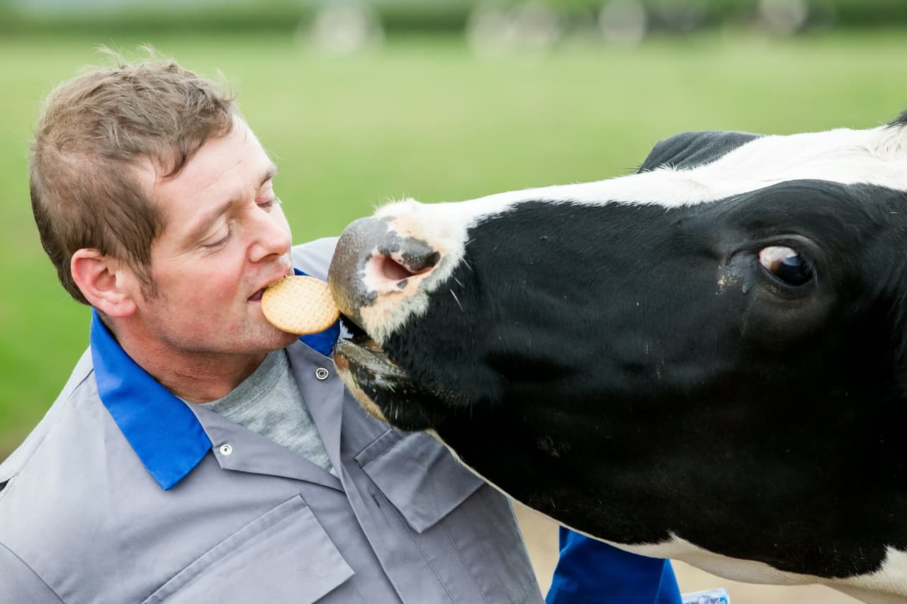 Y ni hablar de la más reciente: una vaca a la que le encanta el sabor de los bisquets por la mañana.