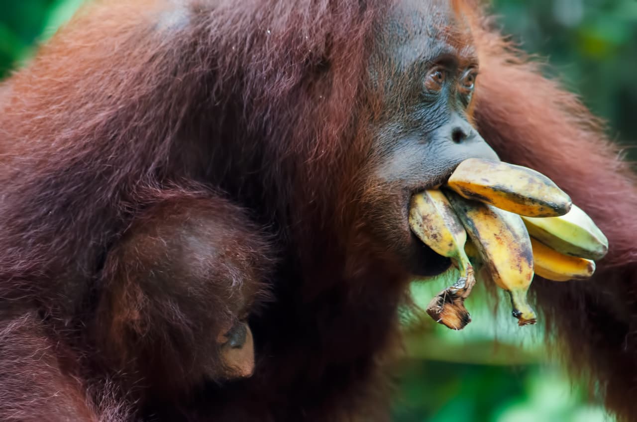 Esta orangután es fanática de los plátanos, ¿verdad?