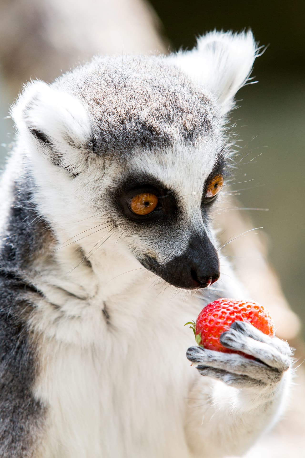 ¡Pero en la realidad vemos a animales comiendo cosas muy divertidas o raras!