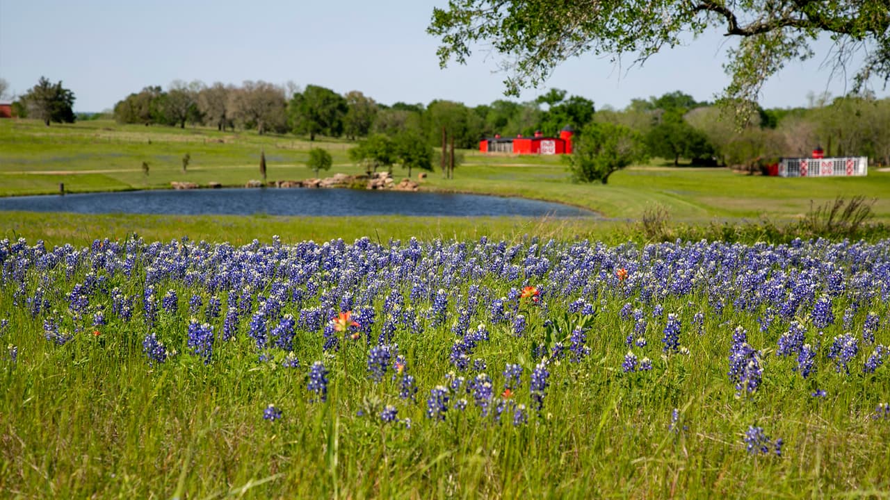 La Bluebonnet, también conocida como Lupinus, es una flor que crece en muchos lugares de
<a href="https://www.univision.com/temas/eeuu">Estados Unidos,</a> pero en Texas abundan durante la primavera y tapizan praderas y laderas de carreteras, por lo que es toda una tradición tomarse fotos en los campos floridos.