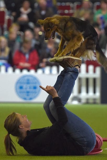 Las mascotas pasan por muchos días de entrenamientos hasta lograr las mejores acrobacias explotando sus habilidades.