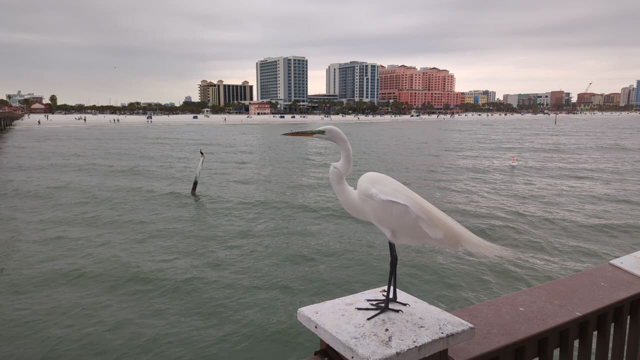 En en lugar se rentan equipos como cañas y anzuelas para poder pescar en el mar desde el muelle.