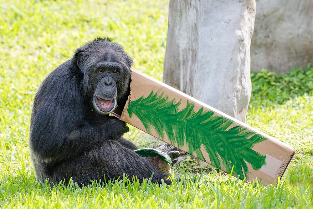 Los chimpancés, Níger, Hondo, Samantha y Bubbles, encontraron en su hábitat adornos navideños.