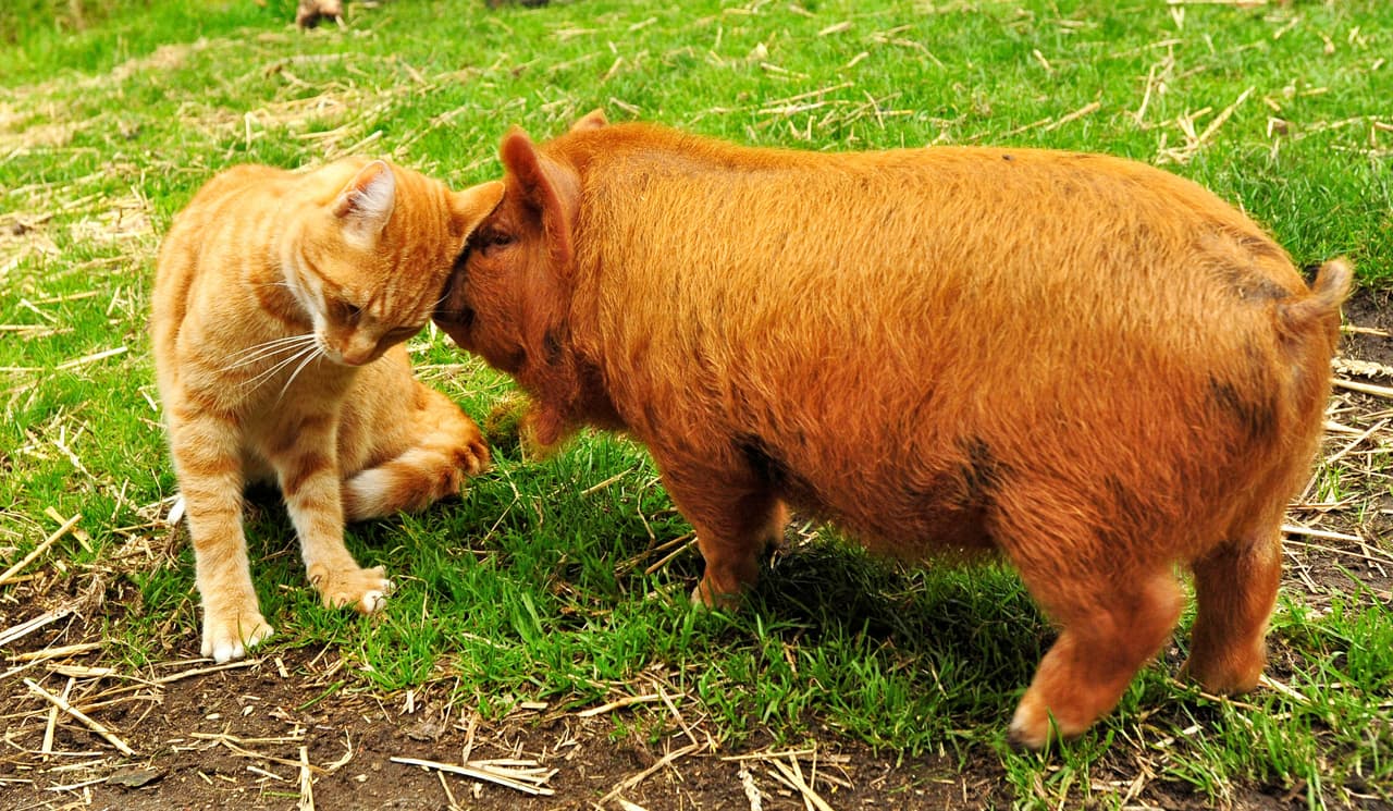 ¡Awww! Estos mejores amigos son fabulosos juntos.