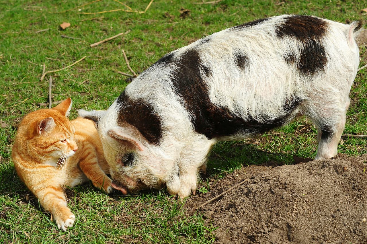 Ahora, él es parte de su divertida piara.