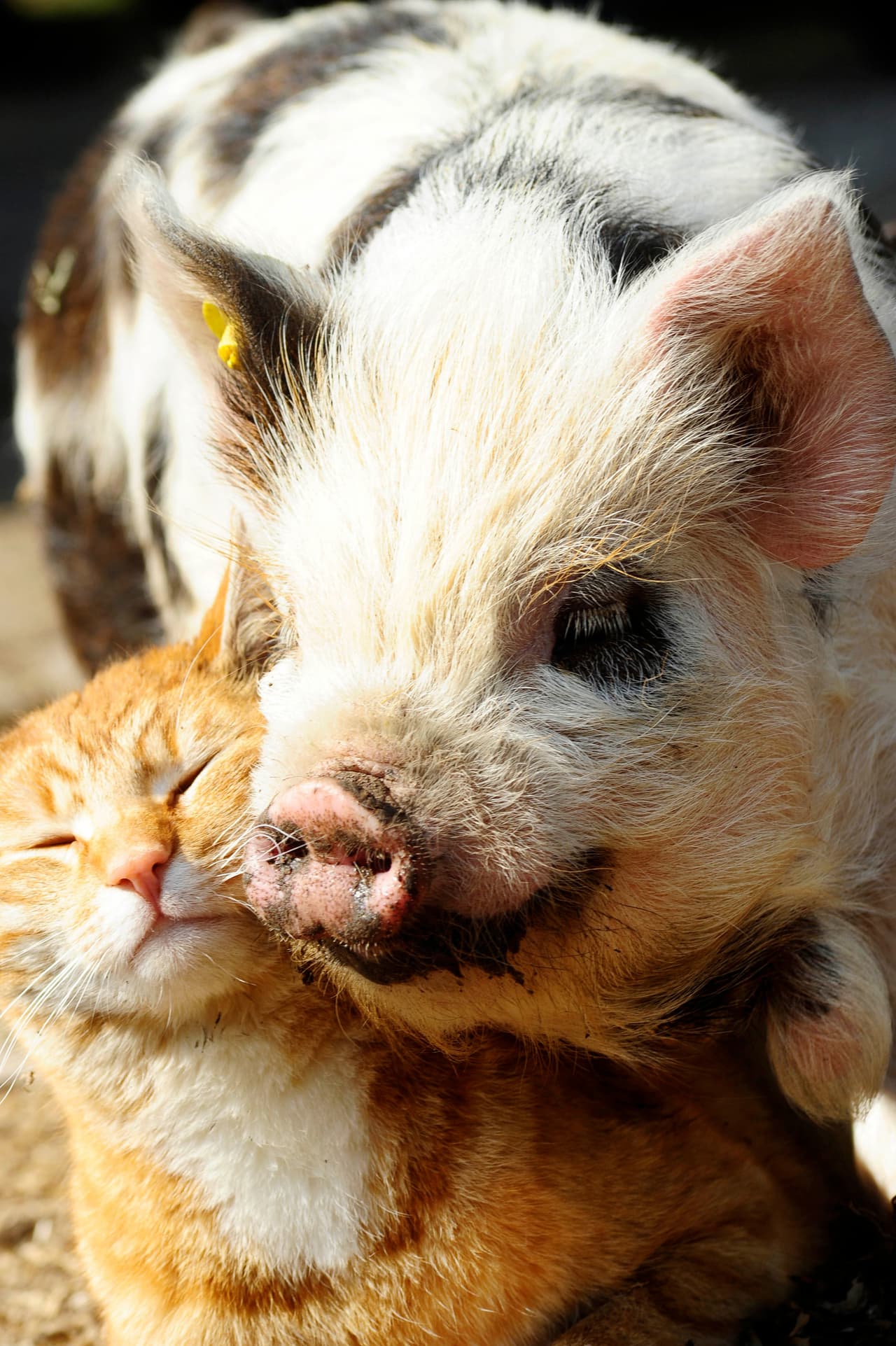 Los cerditos Kunekune que viven en la granja de Annette adoptaron al minino sin pensarlo dos veces.