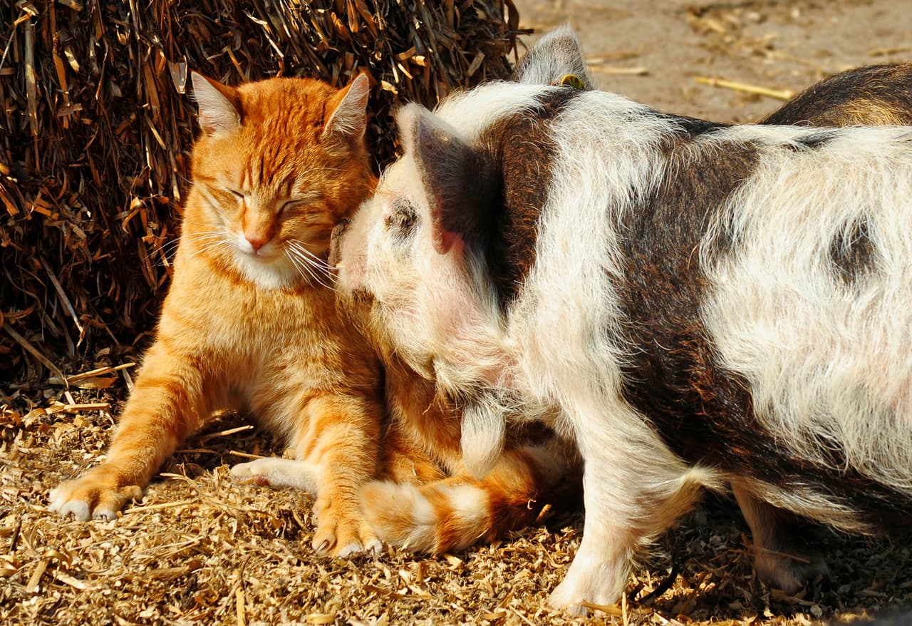 Annette Hagemeijer es la mujer que cuida a estos ‘hermanos’ de diferente padre.