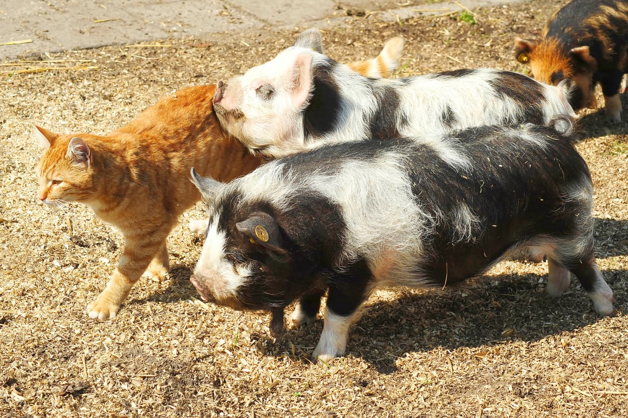 ¡Por eso se cree uno de ellos!