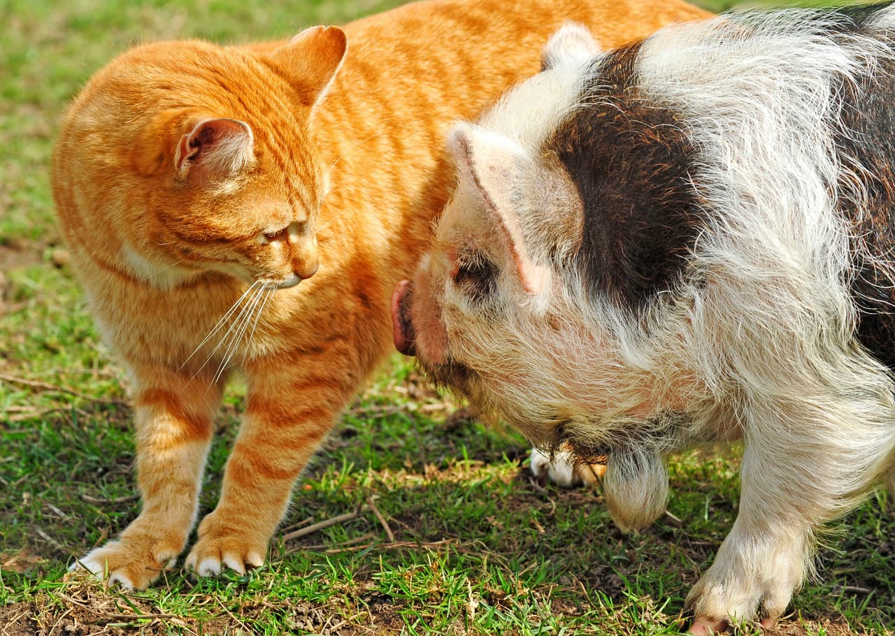 Lucen muy tiernos cuando juegan y se duermen juntos.