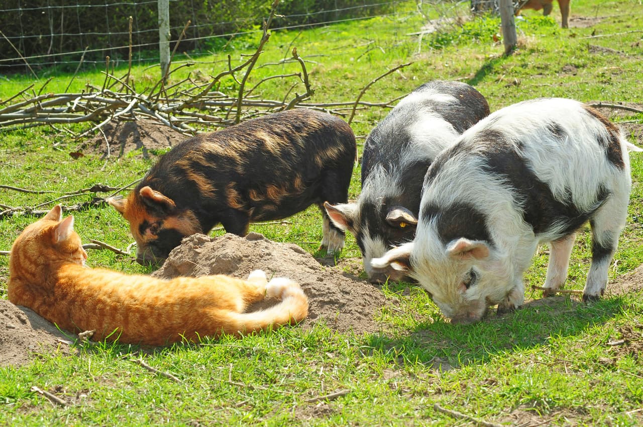 Este gatito cree que es un tierno puerquito.