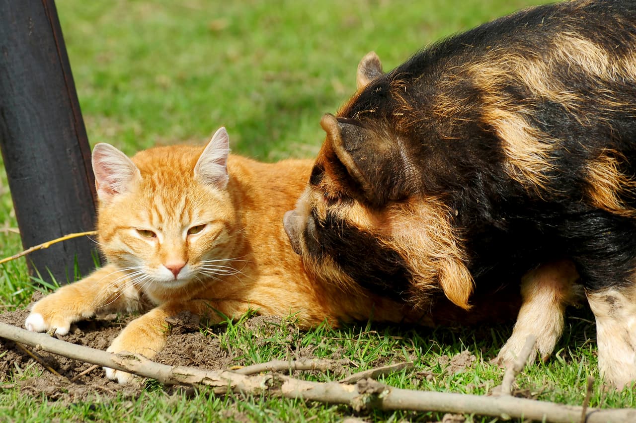 Este adorable par vive en una granja en Holanda.