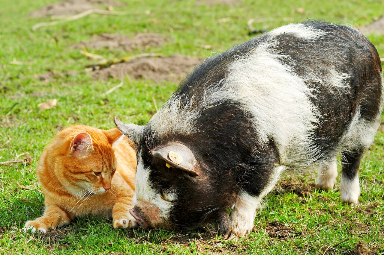 Él adquirió la personalidad de un puerquito debido a que pasa mucho tiempo con Sundae.