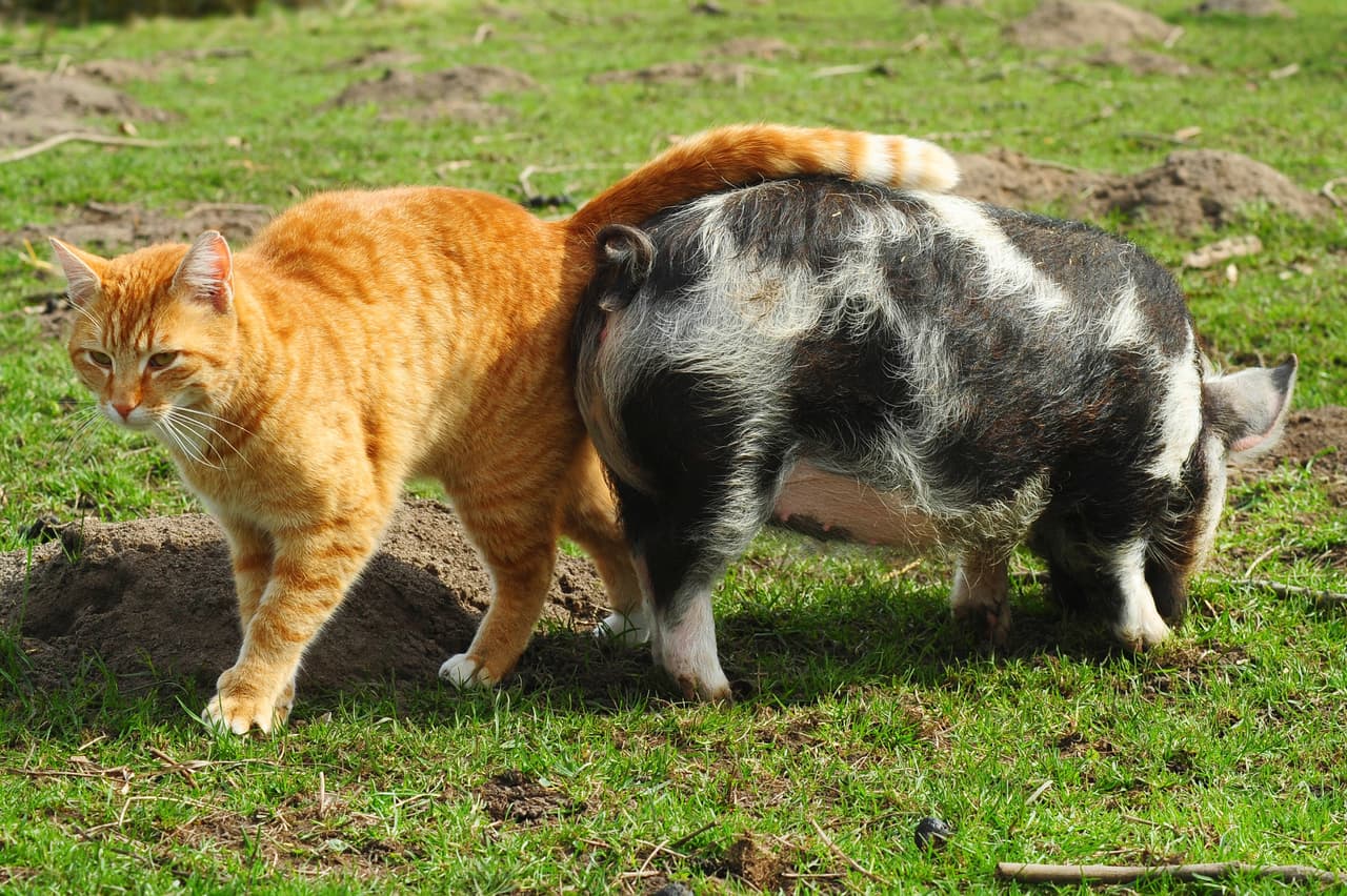 A este gatito no le gustan los maullidos, ¡sino los chillidos!