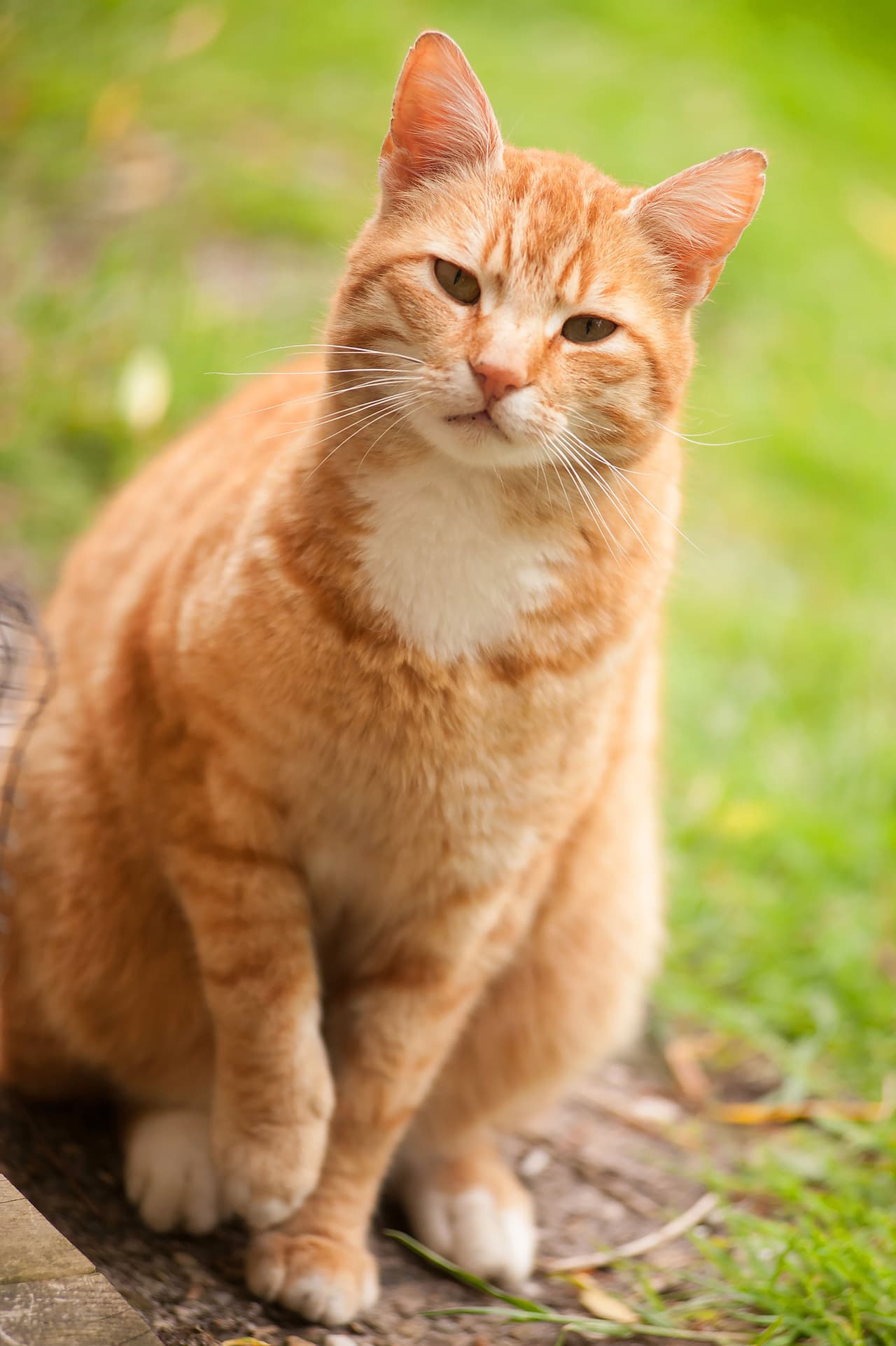 A Sheldon le gusta sentarse en medio del pasto y ronronear.