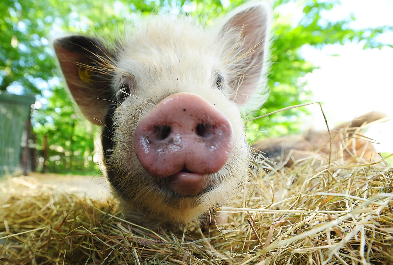 Él ha convivido con puercos desde que era tan sólo un pequeño.