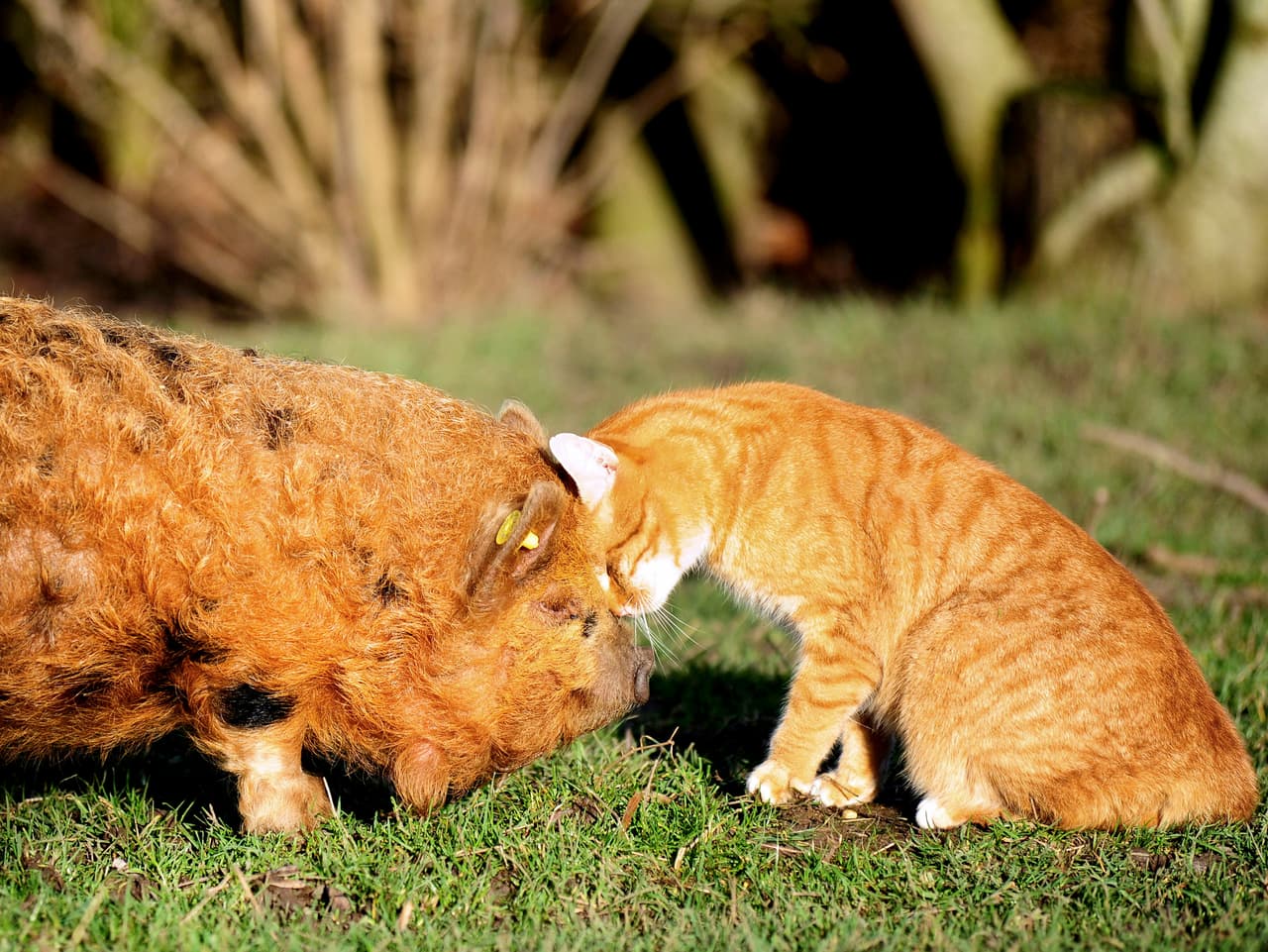 Sundae es el cerdito más cercano al minino.